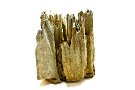 Stump on white backgroundの写真素材