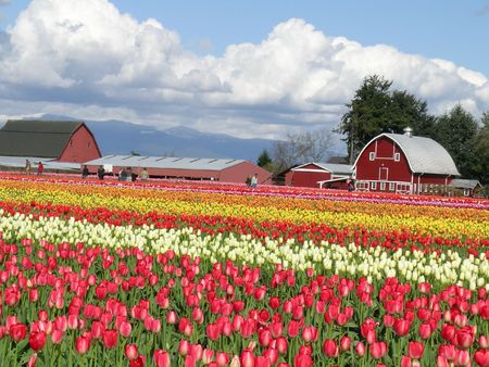 Tulip and Barn, Skagit Valley Tulip Festivalの写真素材