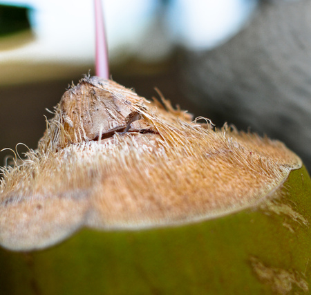 Freshly Served Coconut Water from the Shell through the Strawの写真素材