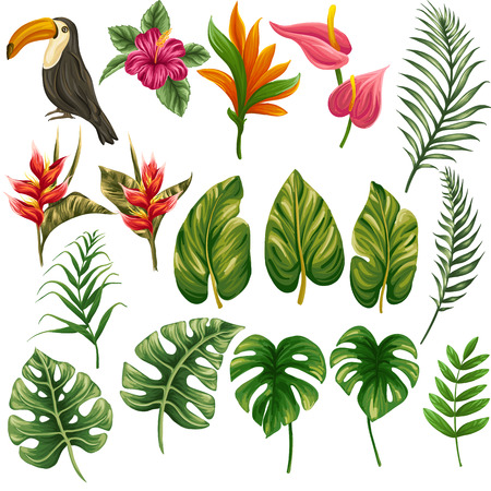 Huge collection of tropical floral elements including flowers, plants and leavesのイラスト素材