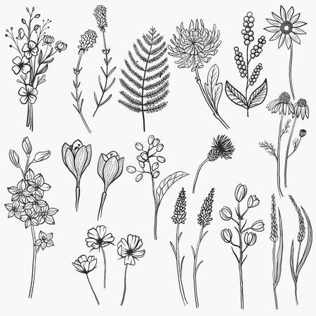 Collection of hand-drawn floral elements including flowers, plants, leaves and berriesのイラスト素材