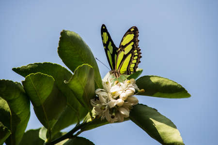 Butterfly over lemmon treeの写真素材