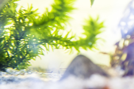 Aquarium with cork bark and green Plants in a bright environment at home
