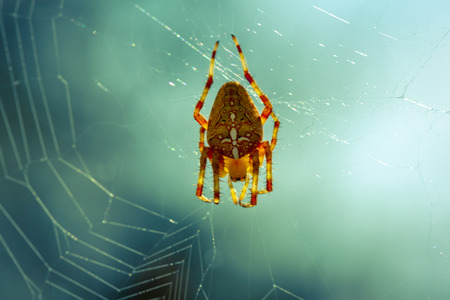 European Garden Spider or Cross Orb-Weaver, Araneus Diadematus on plants and trees around in the...