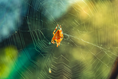 European Garden Spider or Cross Orb-Weaver, Araneus Diadematus on plants and trees around in the garden at homeの写真素材