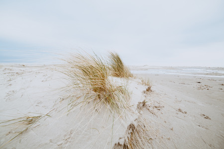 White sand dunes and dry grass on the shore with footprints on surface. Low angle landscape with bright cloudy sky at North Sea coast, Amrum, Germany, Schleswig-Holsteinの写真素材
