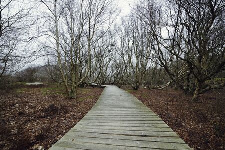 Boardwalk, path, or wooden plank bridge between trees and shrubs in the Vogelkoje area, Amrum, North Frisian Islands, Schleswig-Holstein, Germanyの写真素材