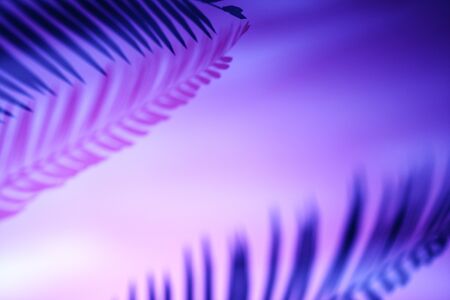 Palm fronds casting shadows on a purple vibrant through magenta gradient background with copy space for design template. Border arrangementの写真素材