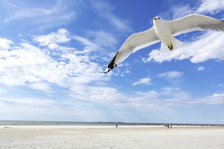 Close up of flying white seagull against blue sky. Sunny day on white sand beach. People walking along sea coast in background. Summer vacation concept.の写真素材