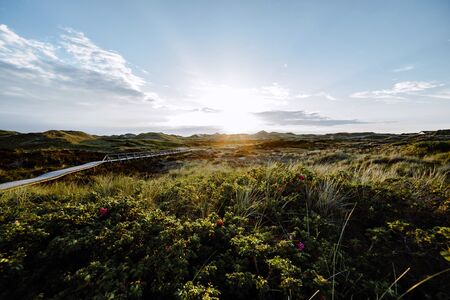 Sundown over dense green bush on coastal dunes with boardwalk leading to calm Sunset with glowing sky in evening. Landscape on Amrum, North Frisian Islands, Schleswig-Holstein, Germanyの写真素材