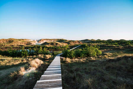 Deserted wooden boardwalk leading away through coastal dunes vegetation towards a blue sky in a moody daylight landscape on Amrum, North Frisian Islands, Schleswig-Holstein, Germanyの写真素材