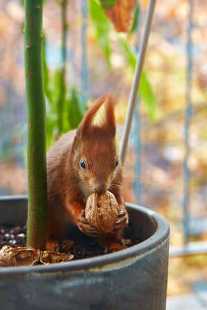 Small rodent holding walnut and trying to crack shell. Beautiful red squirrel searching for food on...