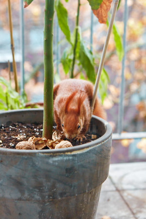 Side view of red squirrel sitting in flower pot and cracking walnut shell. Cute fluffy animal searching food.の写真素材