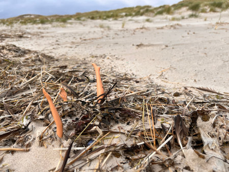 Marine pollution concept. A plastic object lies buried under garbage on the beachの写真素材