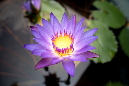 Purple flower water lily on waterの写真素材