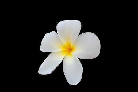 The single Plumeria, Frangipani , Pagoda tree, Temple tree on black background (Isolated)の写真素材