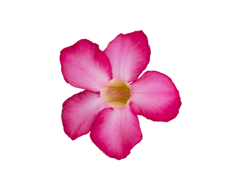 Desert Rose isolated on white background.の写真素材