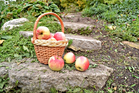Basket with apples in farmの写真素材
