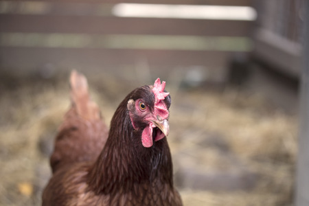 chicken close up