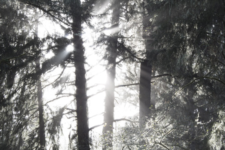 Morning sun through trees