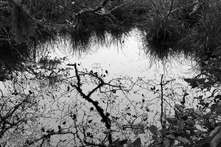 Black and white tree reflection