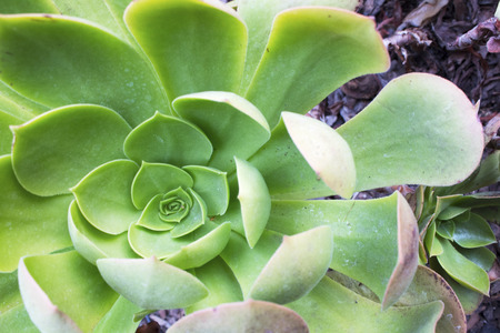 Succulent centerの写真素材