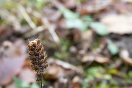 Small flower from a weedの写真素材