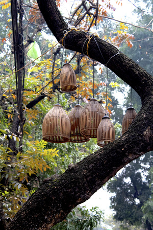Bamboo lanterns hanging from a tree in old quarter Hanoiの写真素材