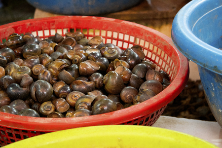 Snails in a basket in local marketの写真素材