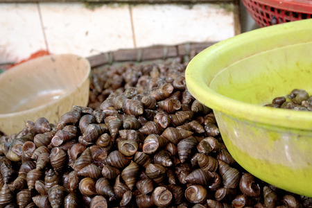 Pile of snail shells in local marketの写真素材