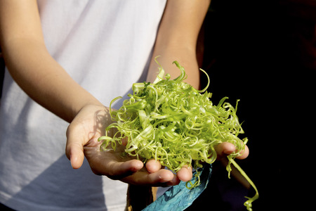 Holding shredded morning glory in a local market