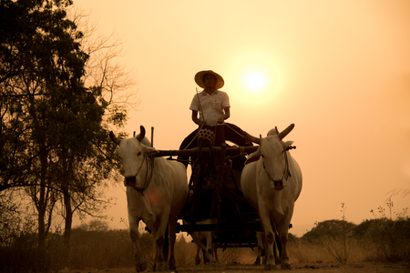 Burmese rural road, two white cows pulling a wooden cart is a transportation for poor people near the Bagan pagodas field as a background.の写真素材