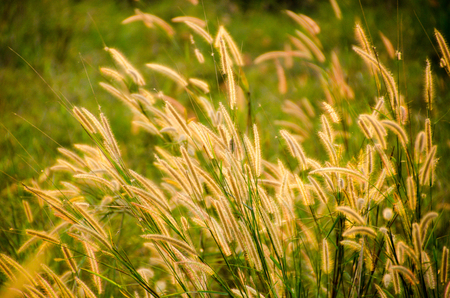 beautiful poaceae ,grasses in the meadow during the sunset.の写真素材