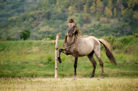 Horse on a pasture in a farmの写真素材