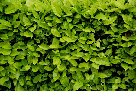 Green shrub wall natural texture background with the ground concrete. Authentic tree bush leaves wallpaper detail pattern backdrop for fence design architecture and decoration.の写真素材