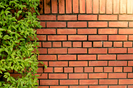 Wall brick and green bush over the ground concrete in the park with the hard sunlight.の写真素材