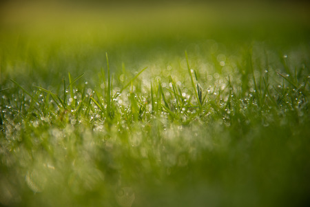 Grass Background : Abstract natural background green grass with a beautiful Bokeh. Dew in an early morning on the top of the grasses.の写真素材