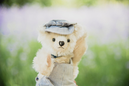 Vibrant outdoor photo of teddy bear sitting on the yard at the park with the white flower and green grassesの写真素材