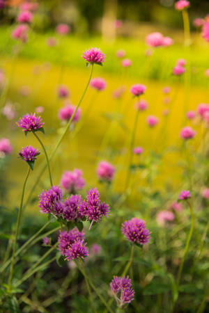 Gomphrena globosa or Fireworks flower. Violet flower in the hard sunlight.の写真素材
