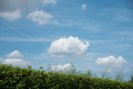 field of green grass over blue sky with clouds in shape of heartの写真素材