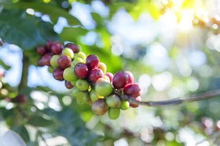 Raw Coffee beans plantation on agriculture fresh farm ready to harvest for coffee industry.の写真素材