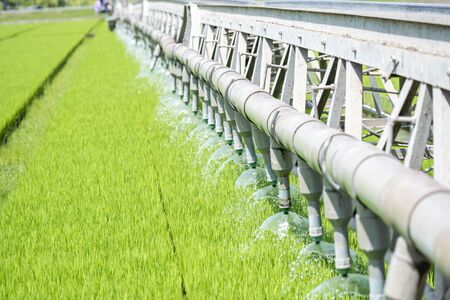 Rice Field Green agriculture ecosystem Asian rice paddy field Vietnam green farm. Harvest agriculture planting cultivation golden green rice terraces in organic farm with tropical natural sunrise.の写真素材