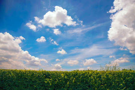 Green fence with a blue sky. Green grass bush gardening as wallの写真素材