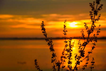 Grass field sunset Beautiful landscape with grasses meadow on sunlight. Countryside heaven amazing field scene grass meadow on sunbeam nature dawn. Sunset dawn landscape vibrant scenery horizontalの写真素材