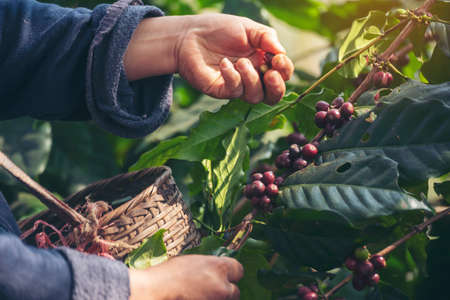 Man Hands harvest coffee bean ripe Red berries plant fresh seed coffee tree growth in green eco organic farm. Close up hands harvest red ripe coffee seed robusta arabica berry harvesting coffee farmの写真素材