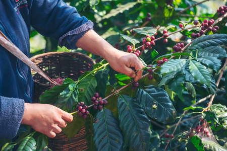 Man Hands harvest coffee bean ripe Red berries plant fresh seed coffee tree growth in green eco organic farm. Close up hands harvest red ripe coffee seed robusta arabica berry harvesting coffee farmの写真素材