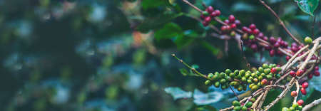 Banner panoramic Ripe Red coffee bean berry plant fresh seed coffee tree growth green eco organic farm. Banner red ripe seed robusta arabica berries harvest coffee garden. Coffee bean tree copy spaceの写真素材