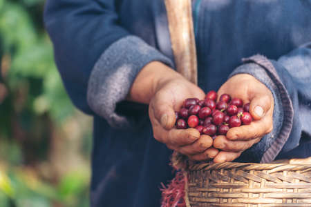 Man Hands harvest coffee bean ripe Red berries plant fresh seed coffee tree growth in green eco organic farm. Close up hands harvest red ripe coffee seed robusta arabica berry harvesting coffee farmの写真素材