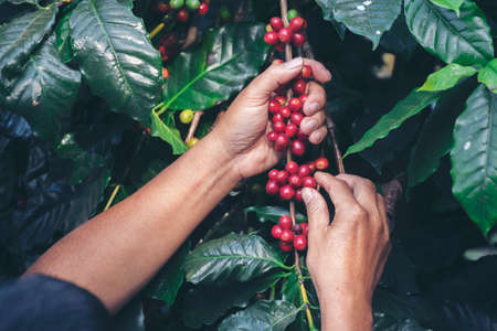 Man Hands harvest coffee bean ripe Red berries plant fresh seed coffee tree growth in green eco organic farm. Close up hands harvest red ripe coffee seed robusta arabica berry harvesting coffee farmの写真素材