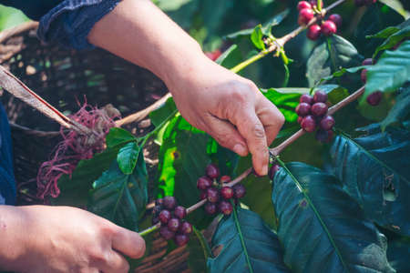 Man Hands harvest coffee bean ripe Red berries plant fresh seed coffee tree growth in green eco organic farm. Close up hands harvest red ripe coffee seed robusta arabica berry harvesting coffee farmの写真素材